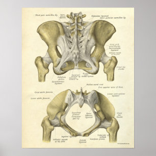 Poster Anatomie vintage Bones d'impression Pelvis