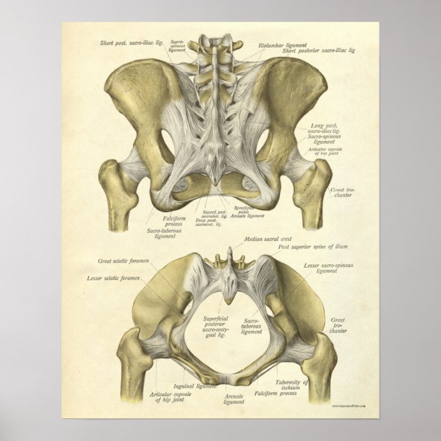 Poster Anatomie vintage Bones d'impression Pelvis (Devant)