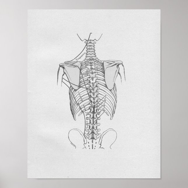 Poster Anatomie vintage, colonne vertébrale (Devant)