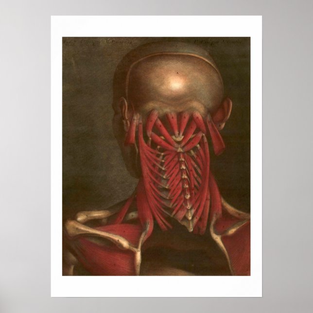 Poster Anatomie vintage | Cou et épaules (Devant)