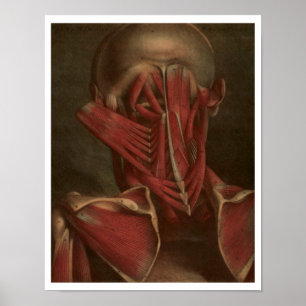 Poster Anatomie vintage   Cou et épaules