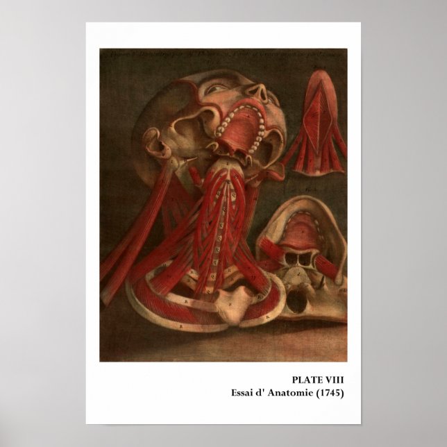 Poster Anatomie vintage | Cou et visage (Devant)