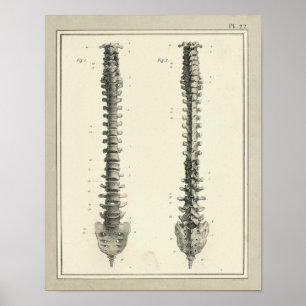 Poster Anatomie vintage de colonne vertébrale 1831 Imprim