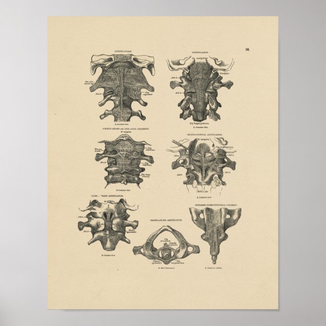 Poster Anatomie vintage de la colonne cervicale 1880 Impr (Devant)