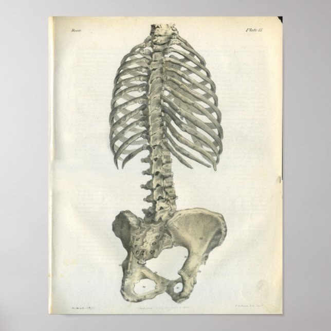 Poster Anatomie vintage de la colonne vertébrale postérie (Devant)