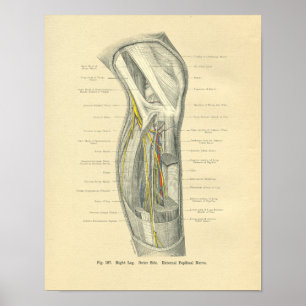 Poster Anatomie vintage de la rainure du genou et de la j