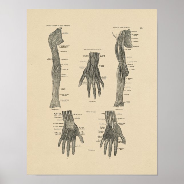 Poster Anatomie vintage des bras Nerves 1880 Imprimer (Devant)