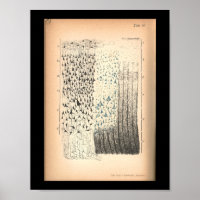 Anatomie vintage des cellules cérébrales 1901 Impr