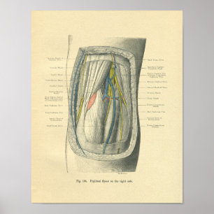 Poster Anatomie Vintage des grenouilles du genou et de la