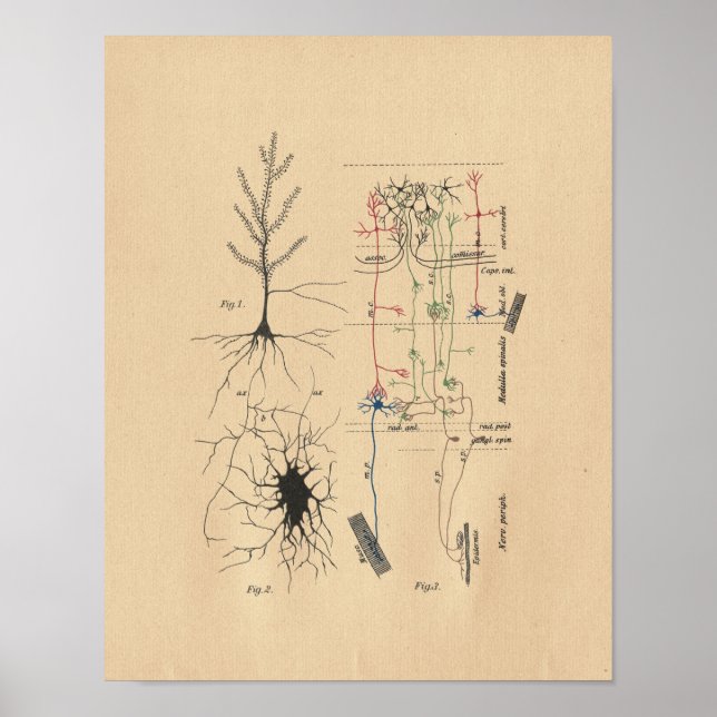 Poster Anatomie Vintage du cerveau humain (Devant)