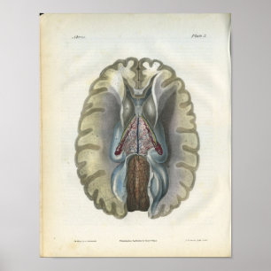 Poster Anatomie Vintage du cerveau humain Imprimer