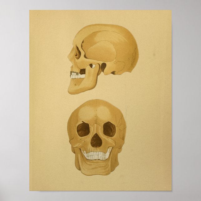 Poster Anatomie Vintage du crâne humain (Devant)
