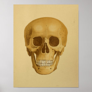 Poster Anatomie Vintage du crâne humain