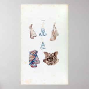 Poster Anatomie vintage du nez et des sinus humains
