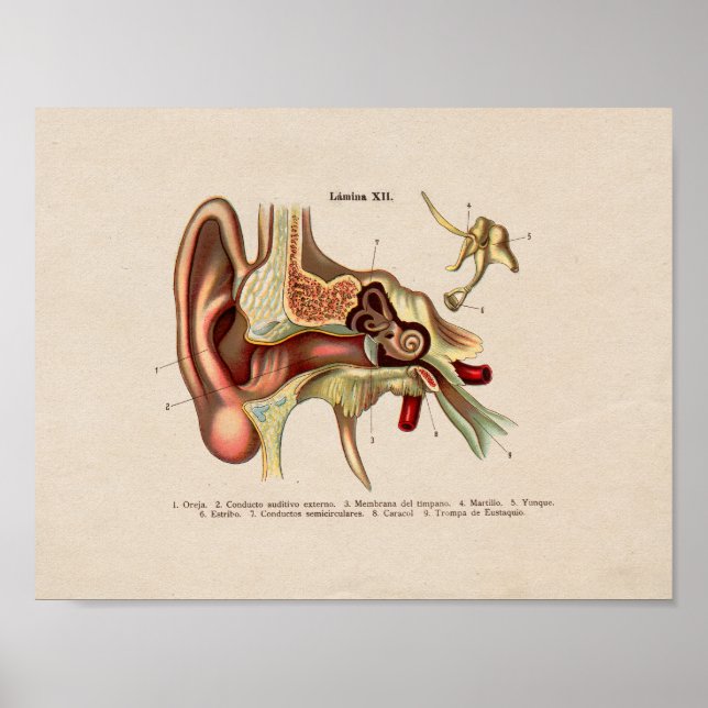 Poster Anatomie Vintage espagnole Imprimer oreille (Devant)