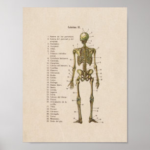 Poster Anatomie Vintage espagnole Imprimer Squelette Bone