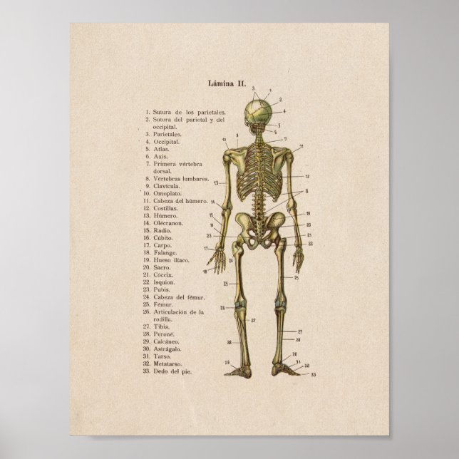 Poster Anatomie Vintage espagnole Imprimer Squelette Bone (Devant)