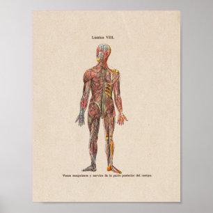 Poster Anatomie Vintage espagnole Système nerveux d'impre