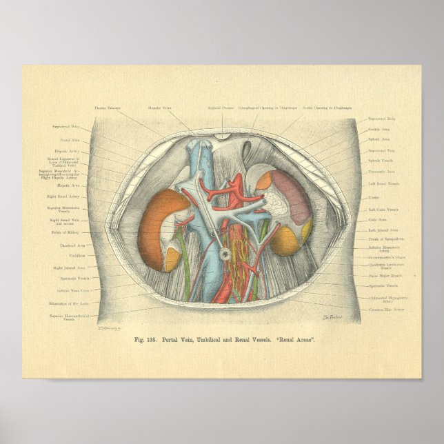 Poster Anatomie vintage Frohse Abdomen Reins (Devant)