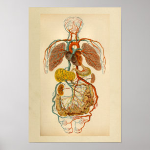 Poster Anatomie vintage Imprimer Artères cardiaques Veine