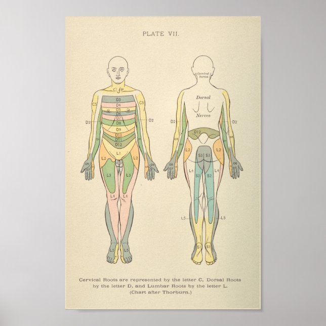 Poster Anatomie vintage Imprimer Dermatomes Nerve Motifs (Devant)