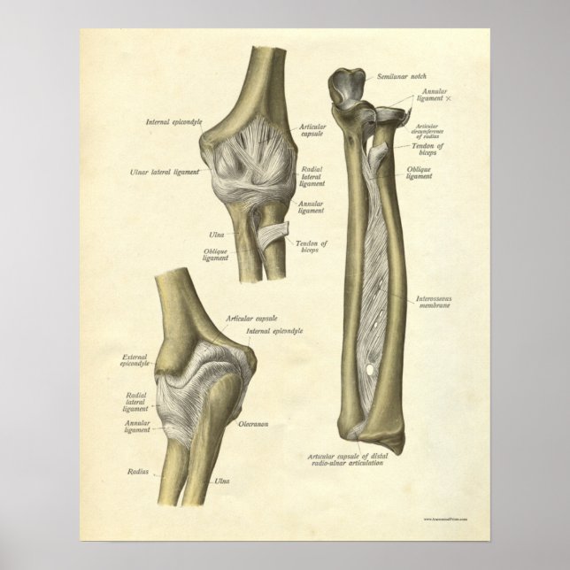 Poster Anatomie vintage Imprimer joint coude (Devant)