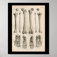 Anatomie vintage Imprimer les os de pied de la jam