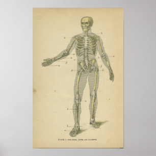 Poster Anatomie vintage Imprimer Squelette humain