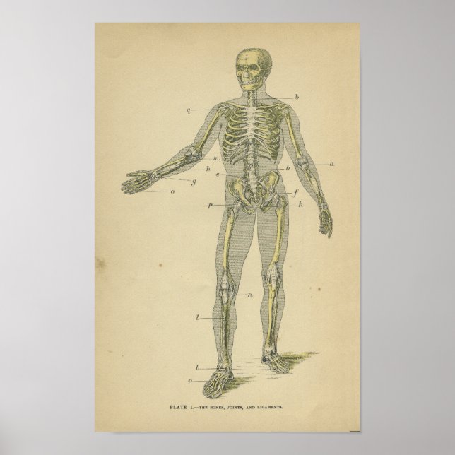 Poster Anatomie vintage Imprimer Squelette humain (Devant)