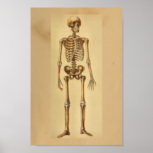 Poster Anatomie vintage Imprimer Squelette humain (Devant)