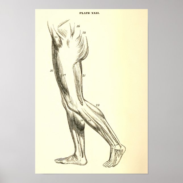 Poster Anatomie vintage | Muscles de jambe II (Devant)