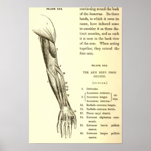 Poster Anatomie vintage   Muscles du bras (vers 1852)