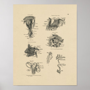 Poster Anatomie vintage Nerve 1880 Imprimer
