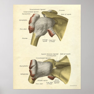 Poster Anatomie Vintage Os d'impression à épaulettes