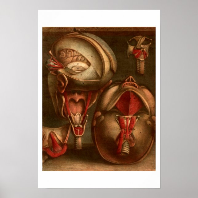 Poster Anatomie vintage | Tête et cou (Devant)