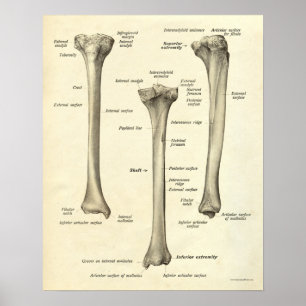 Poster Anatomie vintage Tibia