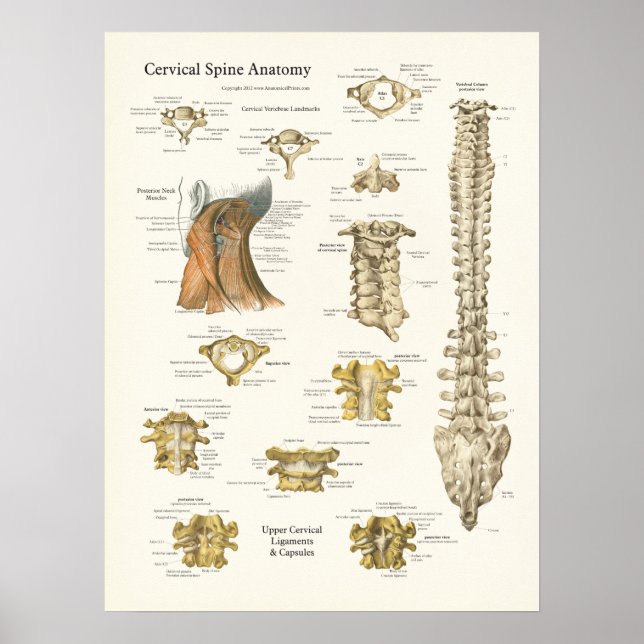 Poster anatomique de la colonne cervicale et de la (Devant)