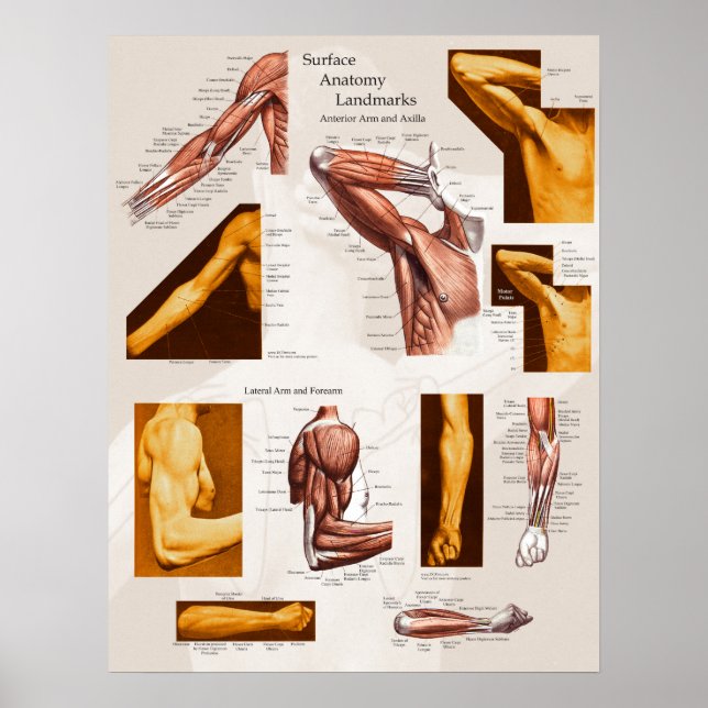 Poster anatomique de surface musculaire Bras et ép (Devant)