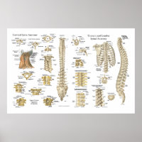 Poster anatomique de vertèbres et vertèbres 24" X 