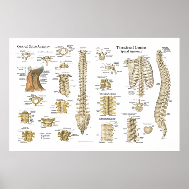 Poster anatomique de vertèbres et vertèbres 24" X  (Devant)