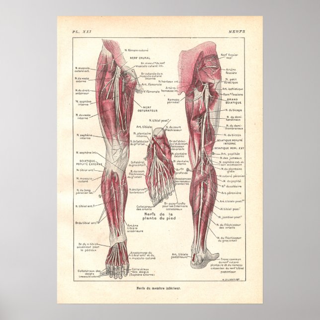 Poster anatomique des nerfs de la jambe en françai (Devant)