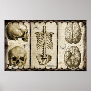 Poster Anatomiser