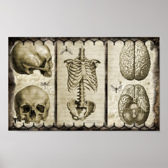 Poster Anatomiser (Devant)