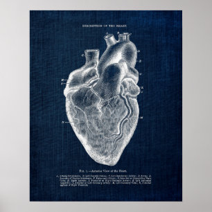 Poster Anatomy Art no. 1  Anterior View of Human Heart