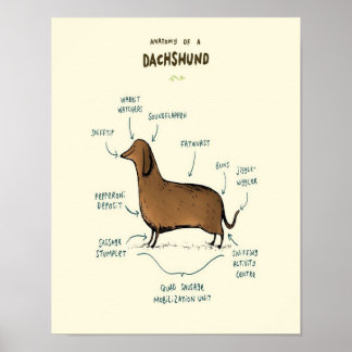 Poster Anatomy | Dog lovers