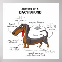 Anatomy Of A Dachshund - Funny Dog