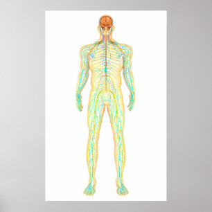 Poster Anatomy Of Human Nervous And Lymphatic System
