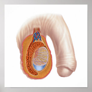 Poster Anatomy Of Male Testis