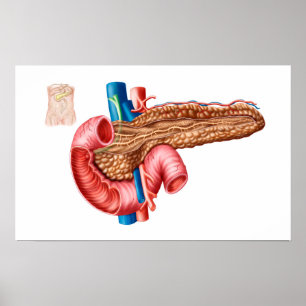 Poster Anatomy Of Pancreas