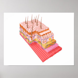 Poster Anatomy Of The Human Skin